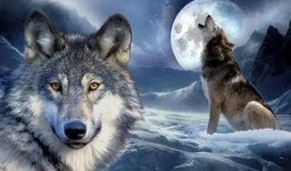 狼狼在线观看免费,免费畅享狼性世界的激情冒险