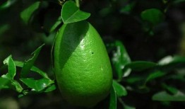 香水柠檬爆料方法图解视频,图解视频教你轻松自制香氛